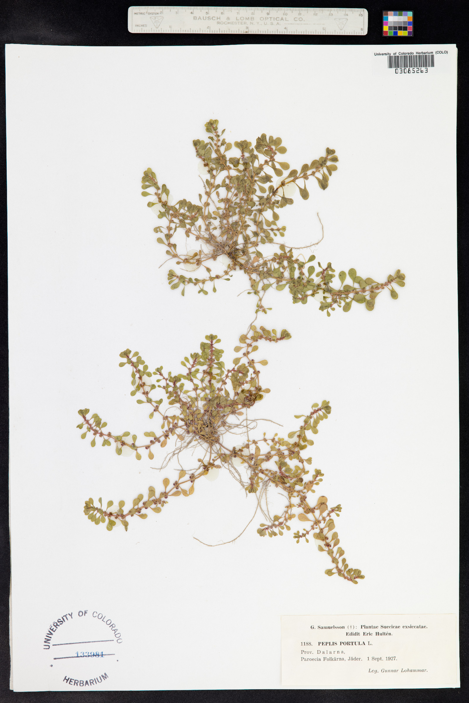 Lythrum portula image