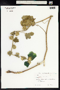 Alcea rugosa image