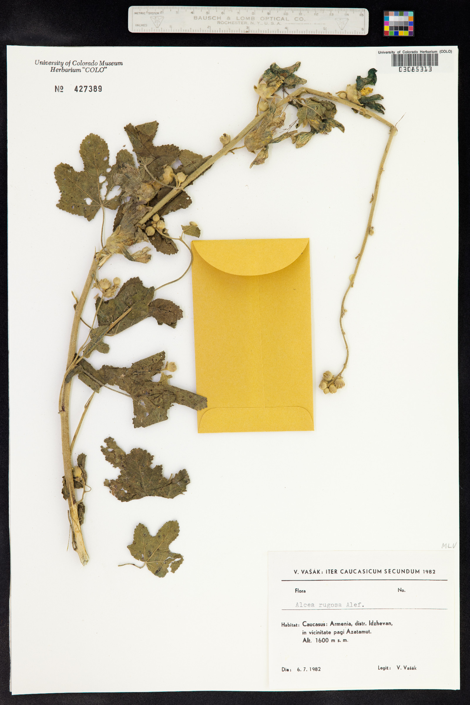 Alcea rugosa image