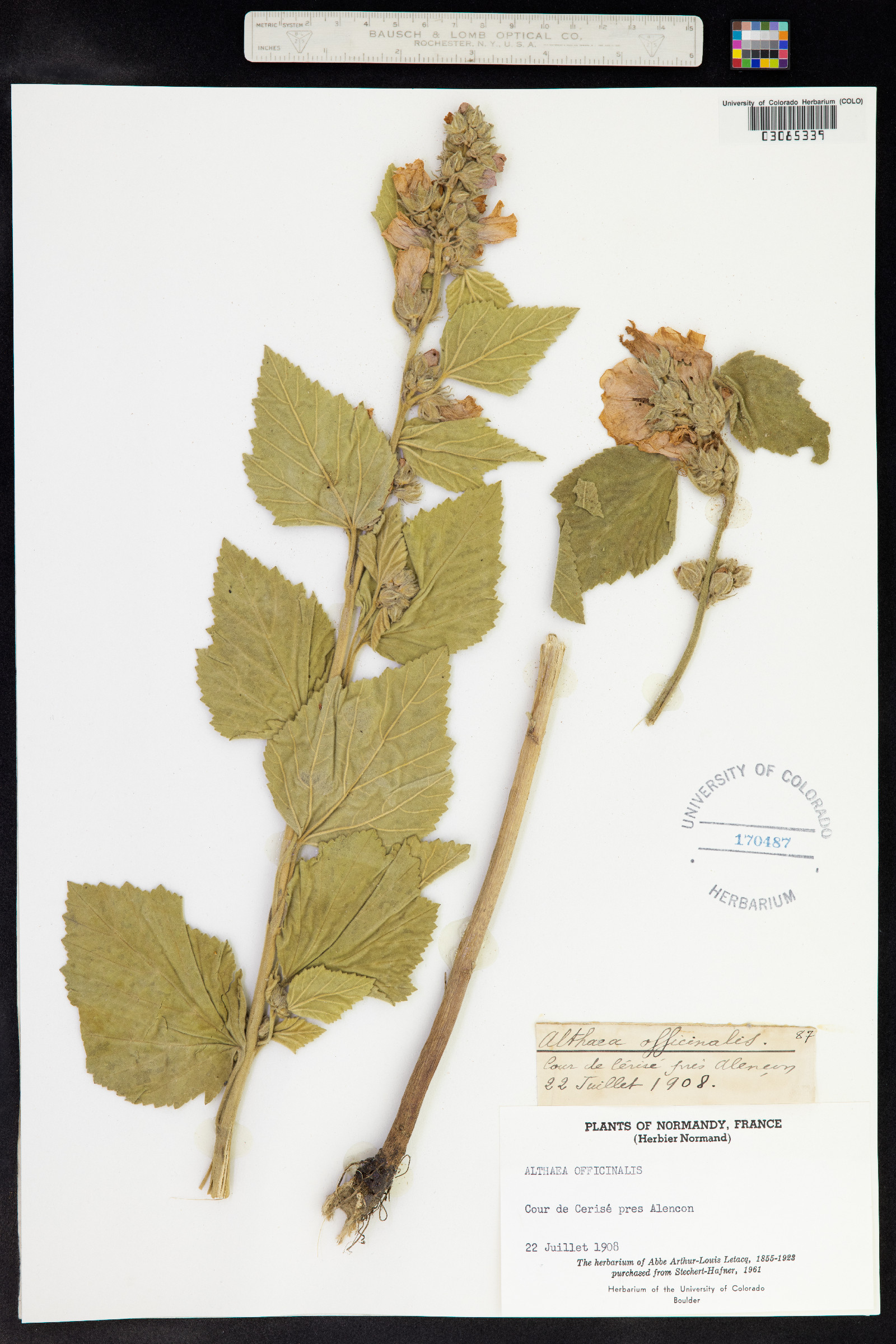 Althaea officinalis image