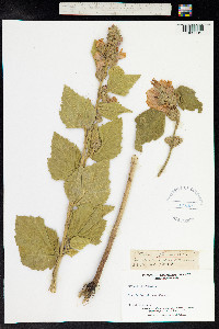 Althaea officinalis image