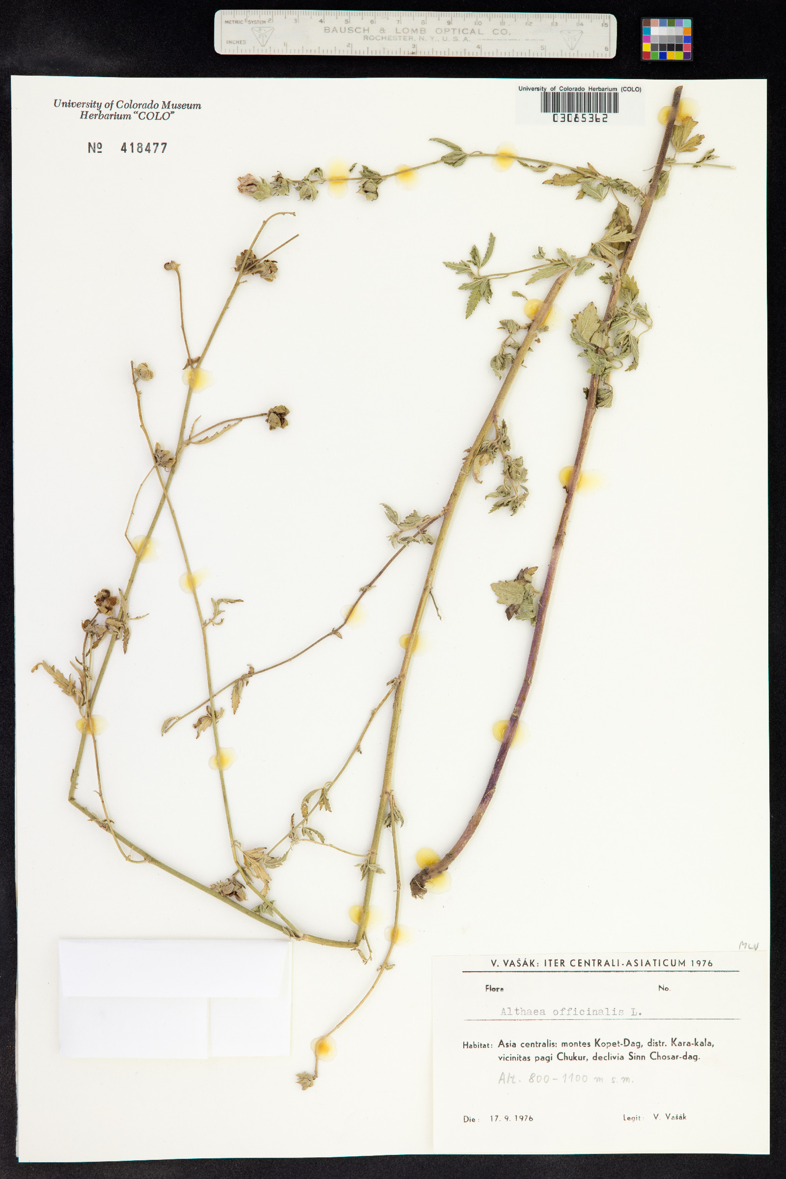 Althaea officinalis image