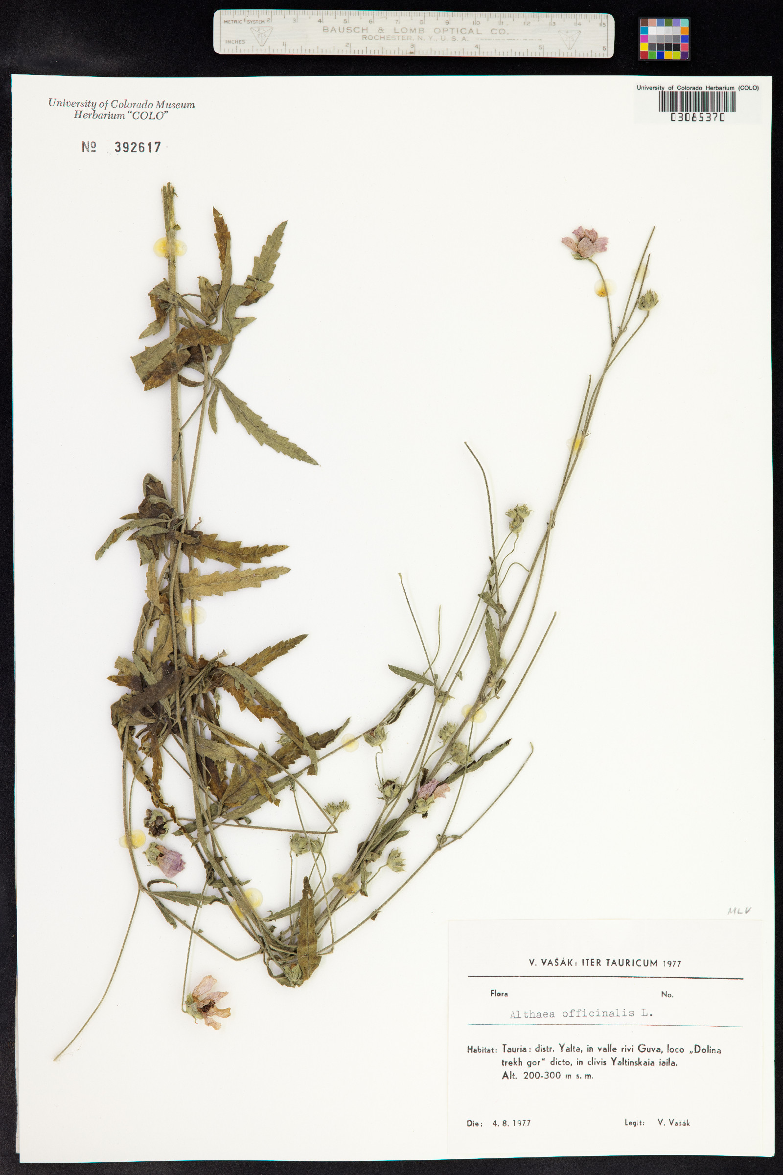 Althaea officinalis image