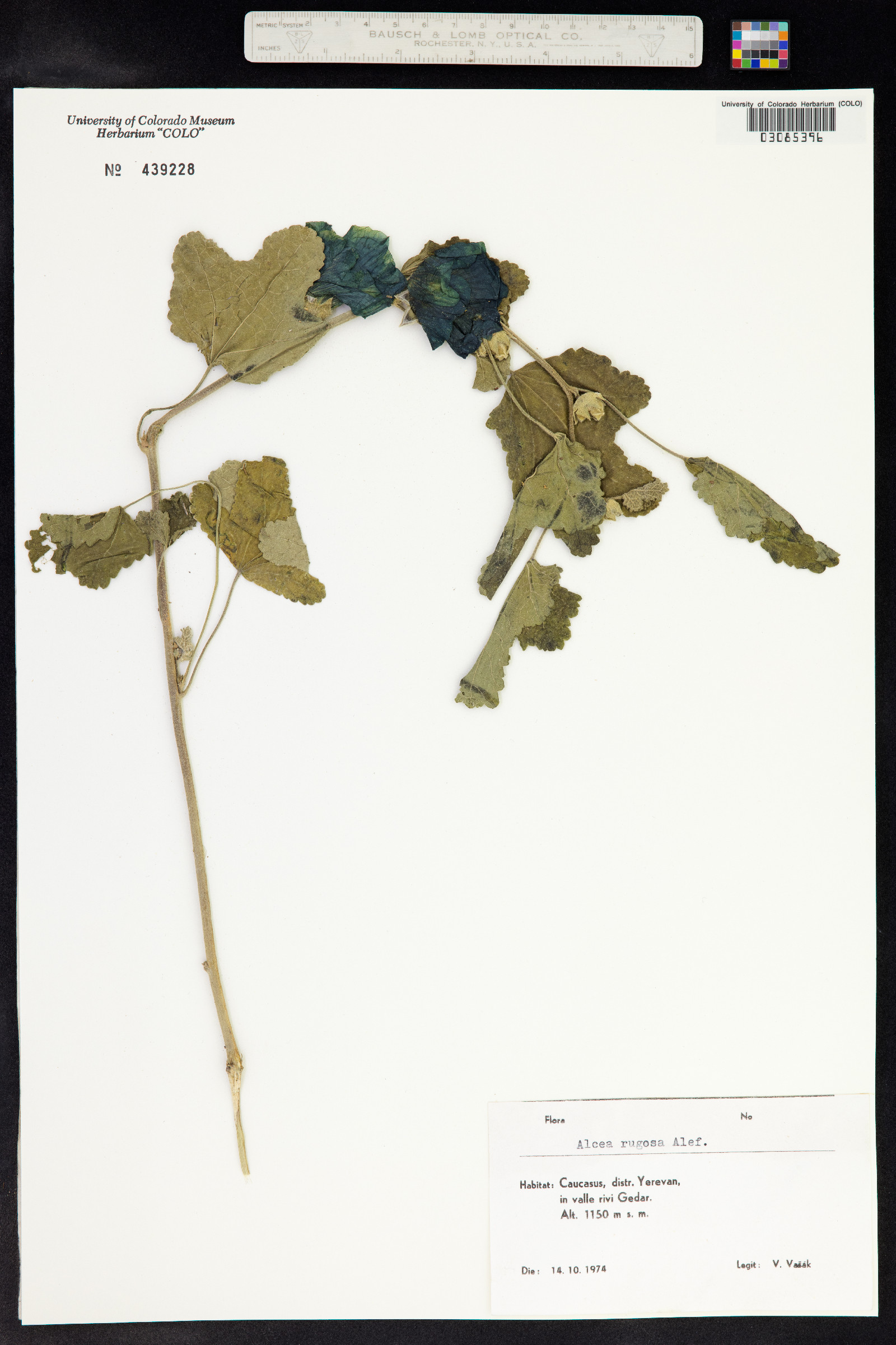 Alcea rugosa image