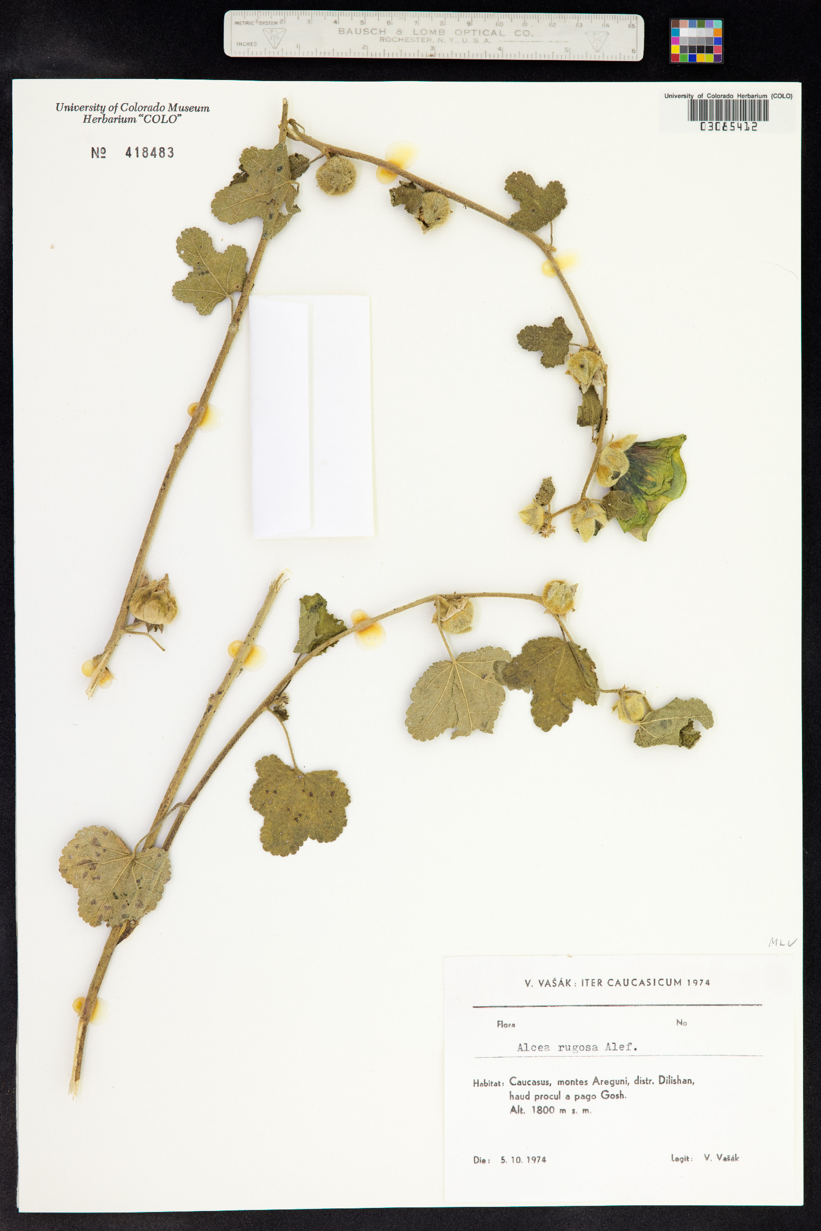 Alcea rugosa image