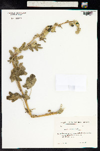 Alcea rugosa image