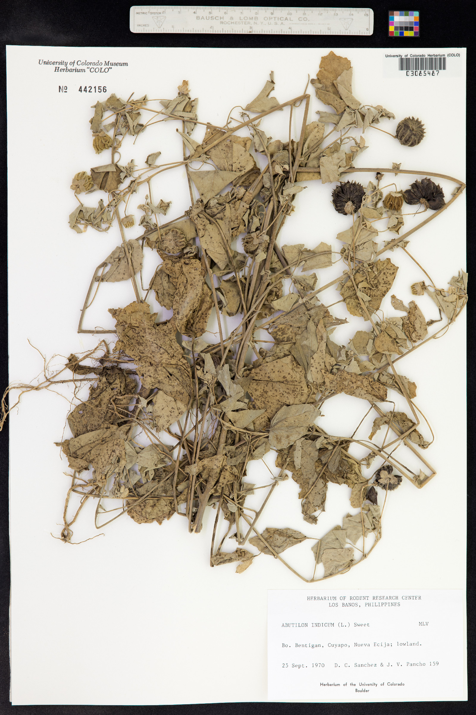 Abutilon indicum image