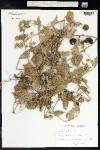 Image of Abutilon indicum