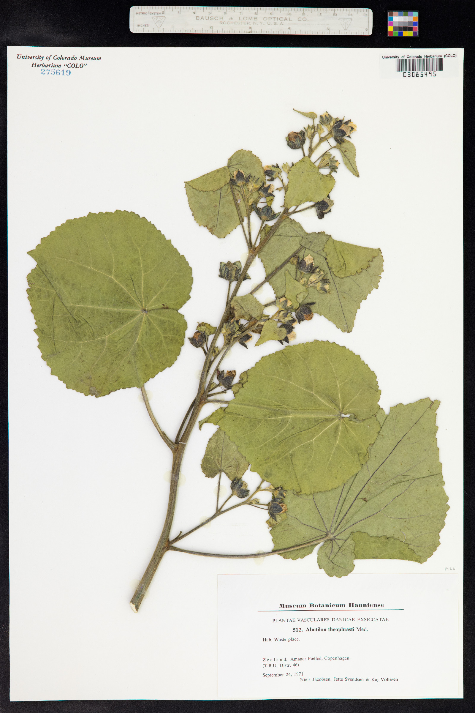 Abutilon theophrasti image