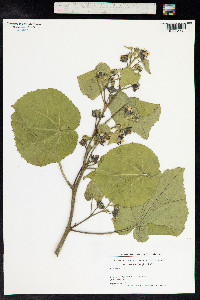 Abutilon theophrasti image