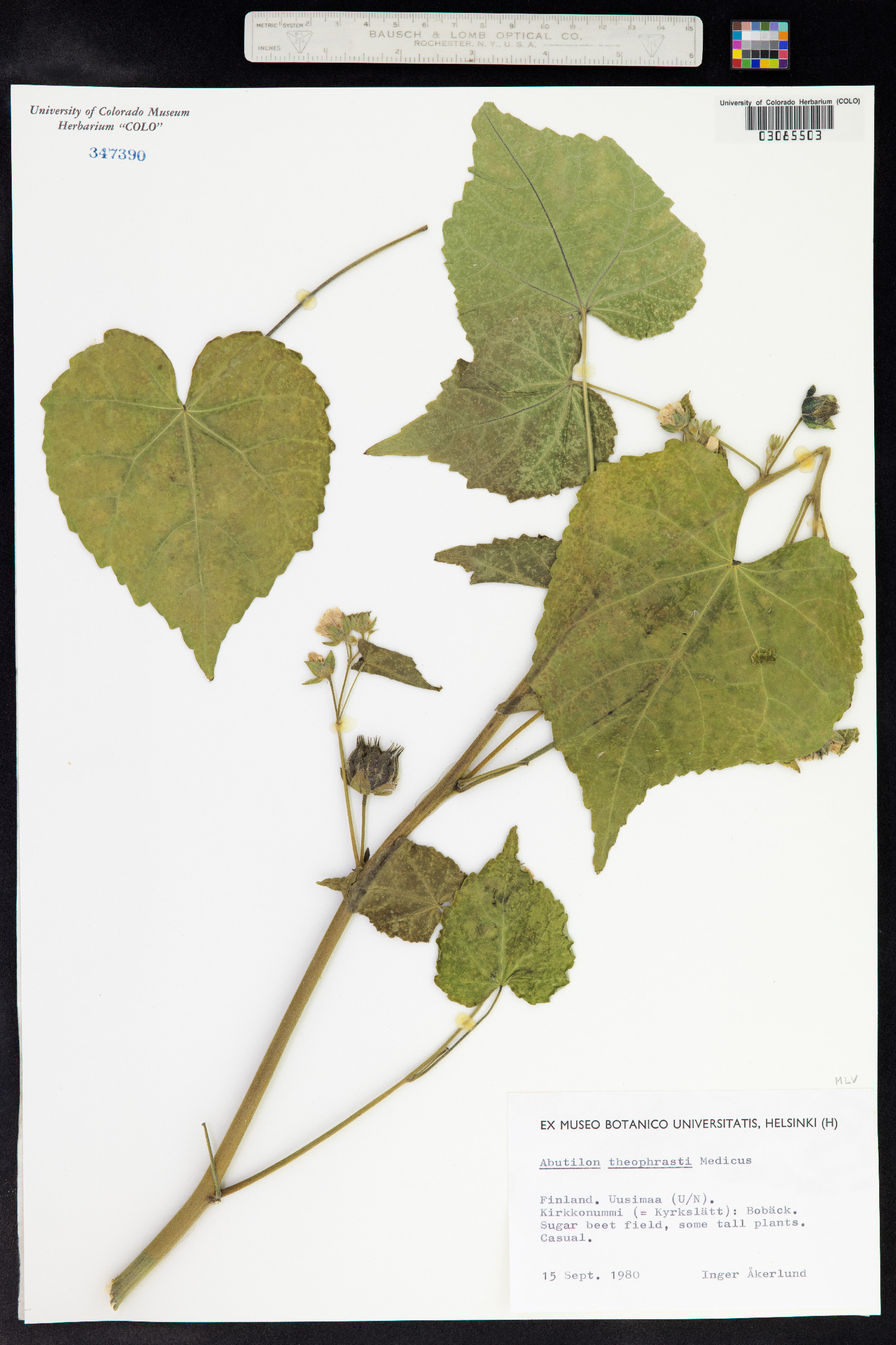 Abutilon theophrasti image