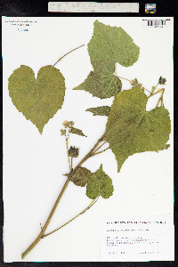 Abutilon theophrasti image