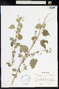 Abutilon trisulcatum image