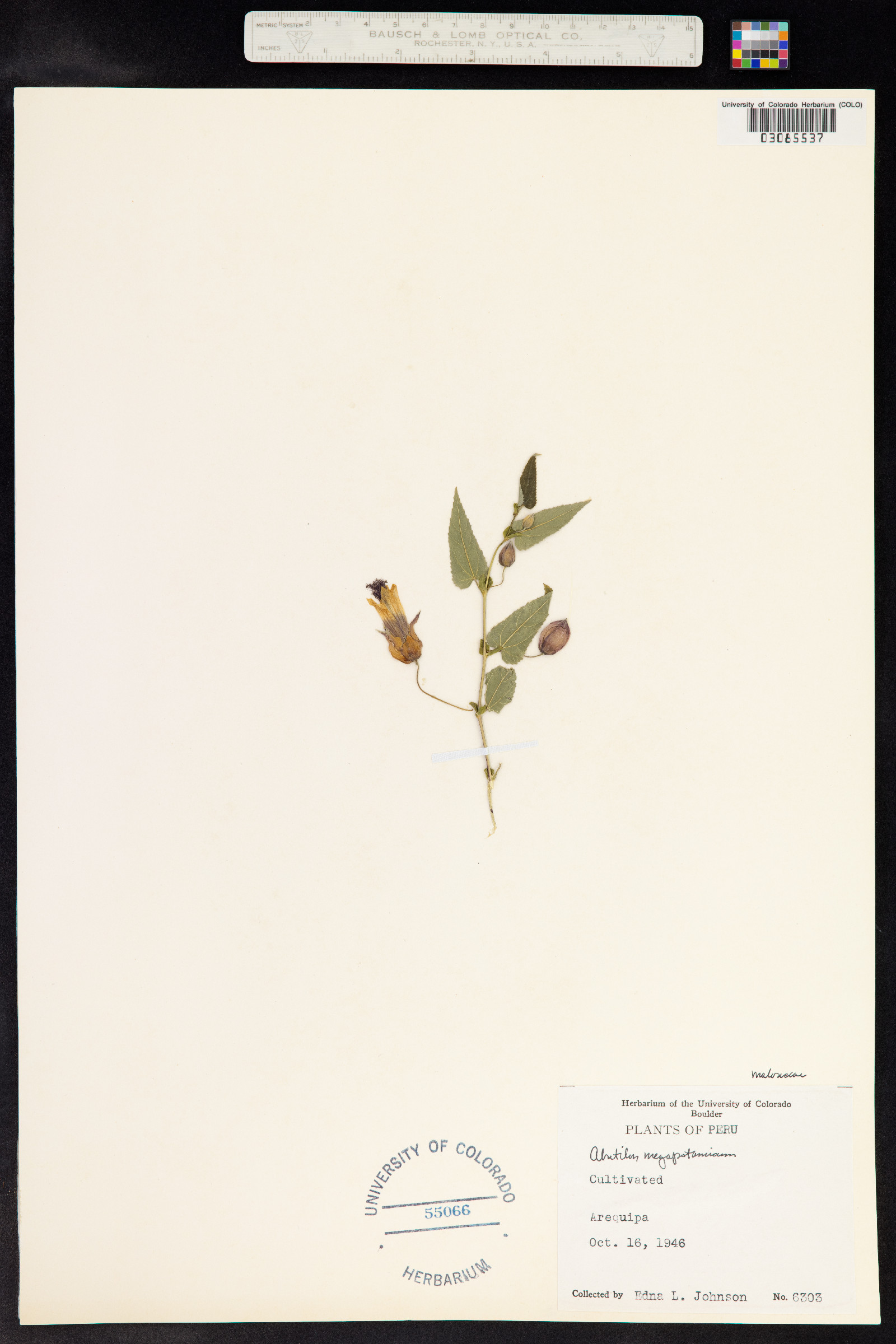 Abutilon megapotamicum image