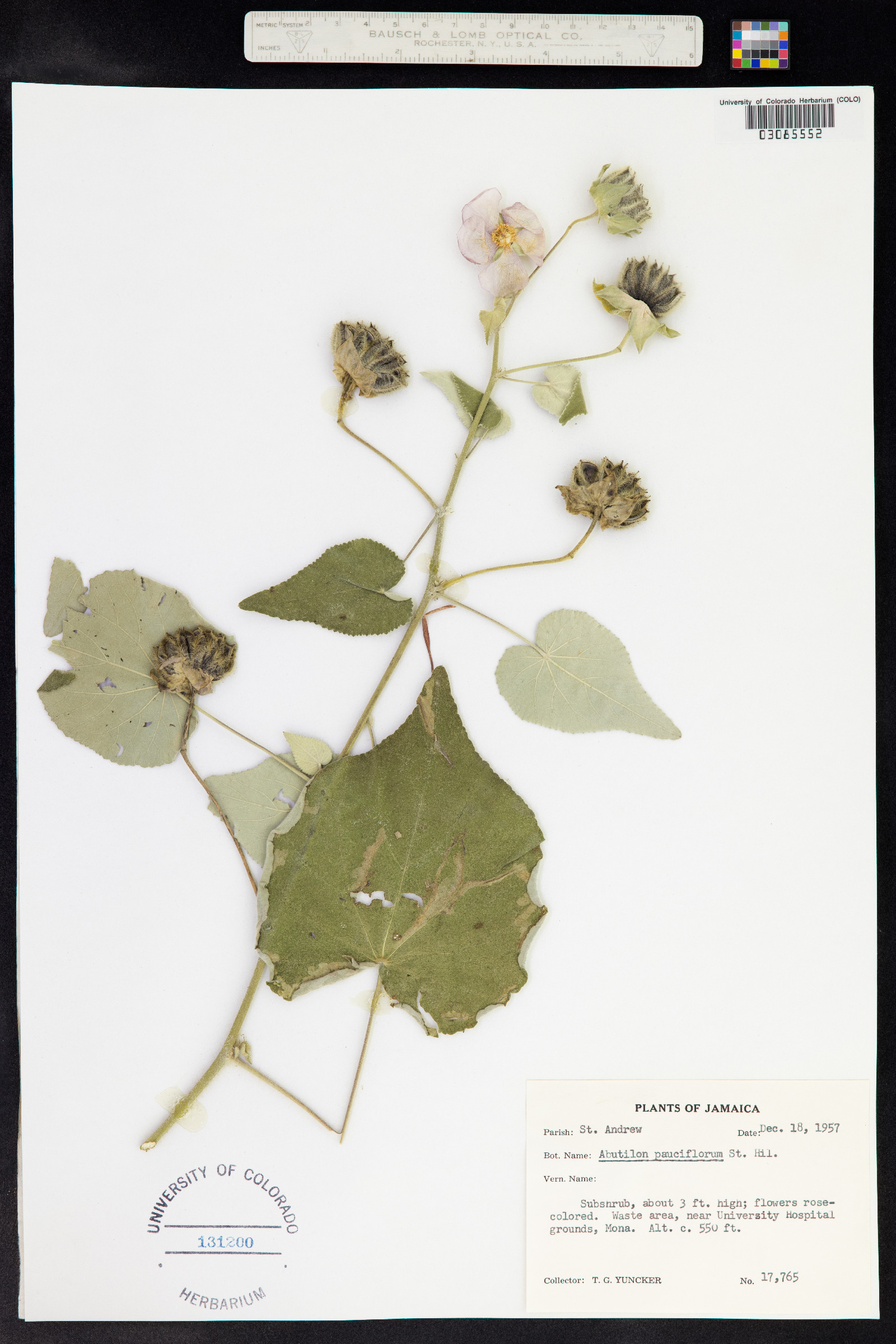Abutilon pauciflorum image