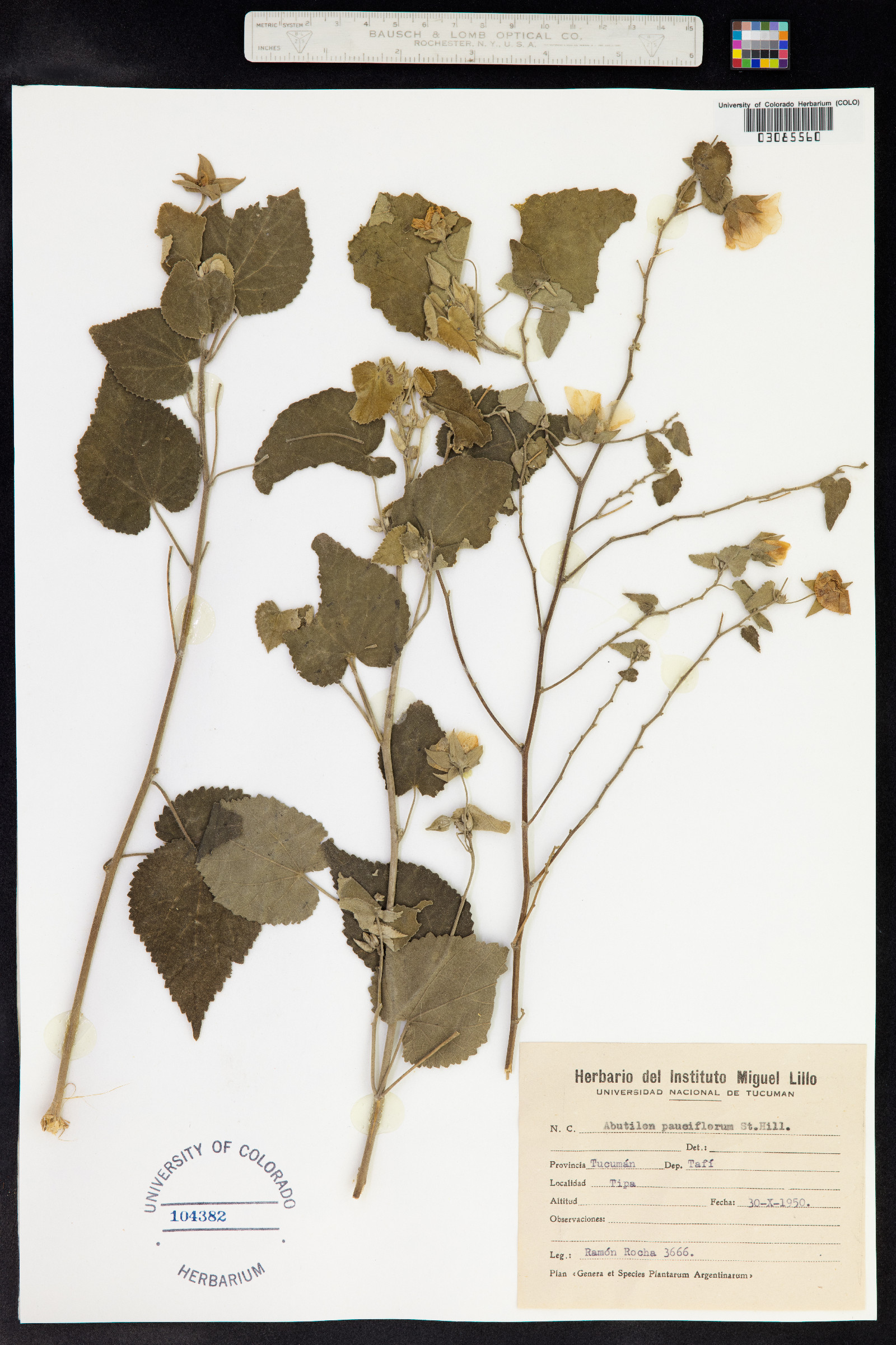 Abutilon pauciflorum image