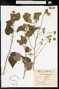 Image of Abutilon pauciflorum