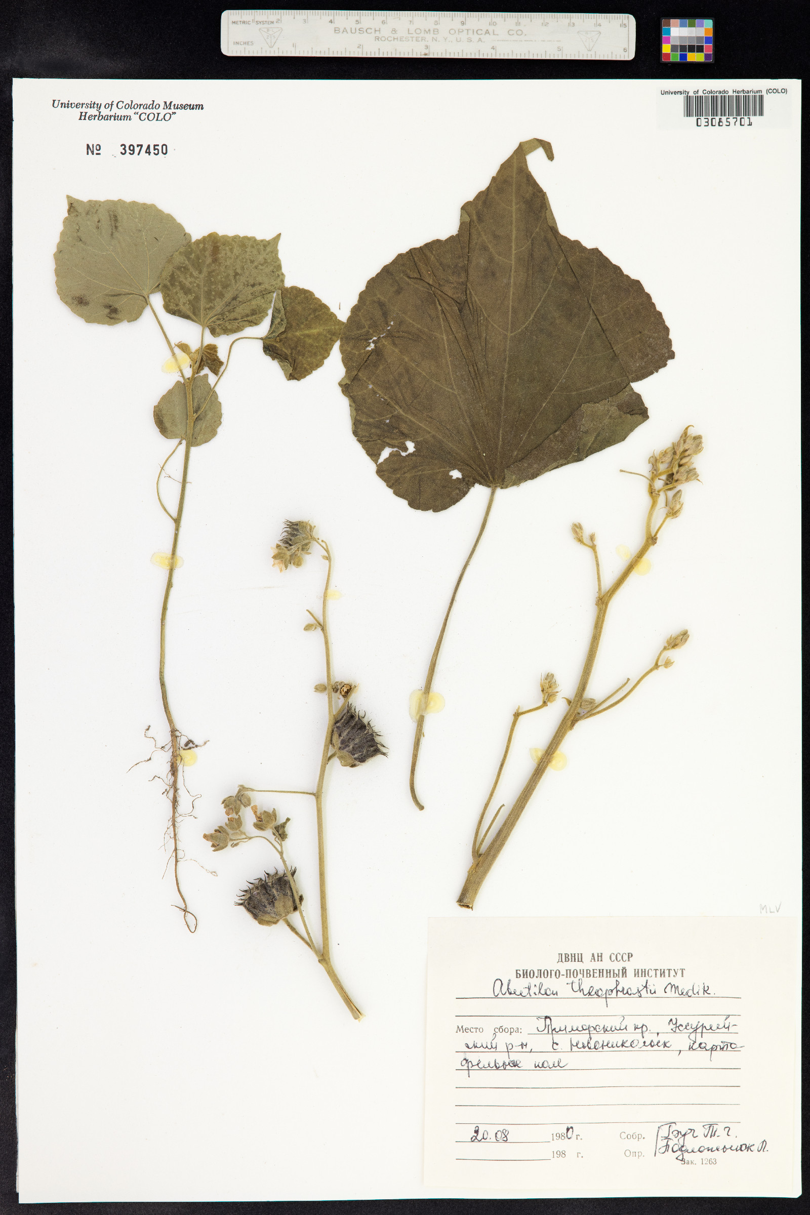 Abutilon theophrasti image