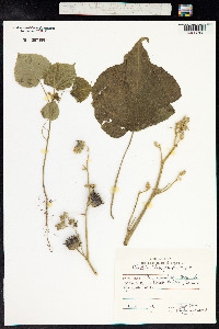 Abutilon theophrasti image
