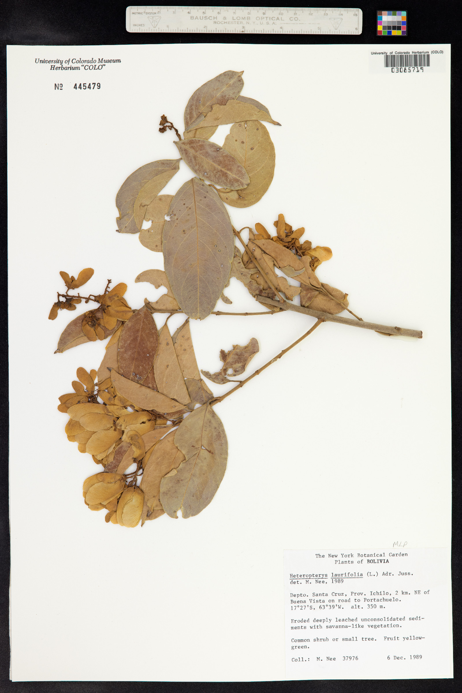 Heteropterys laurifolia image