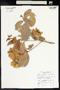 Image of Banisteria laurifolia