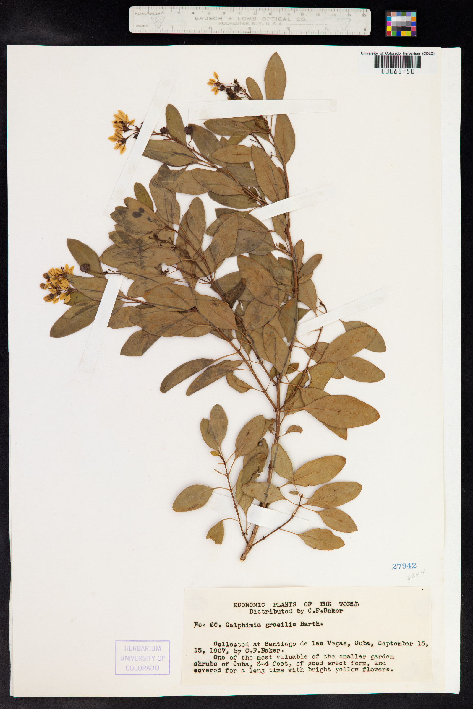 Galphimia gracilis image