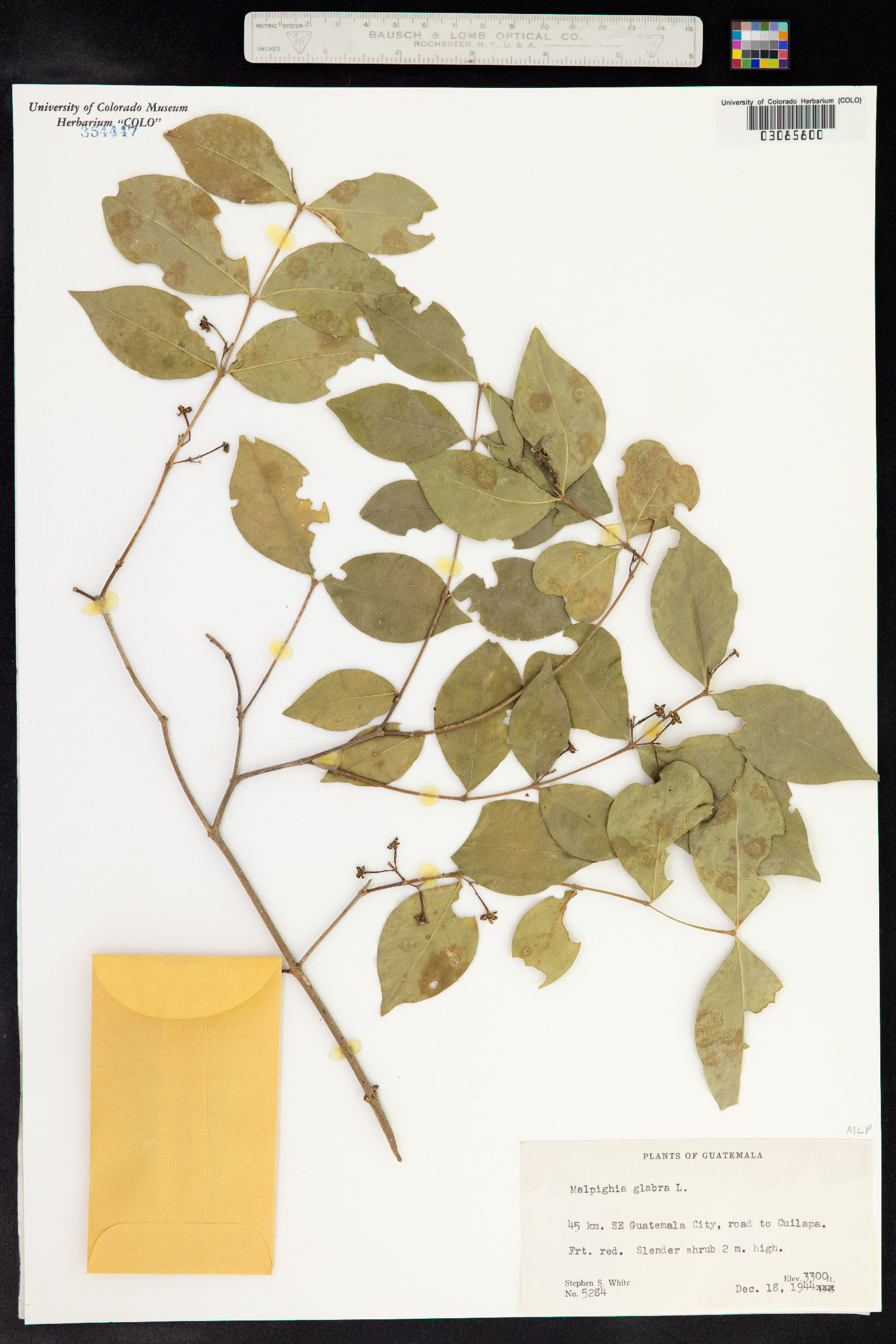 Malpighia glabra image