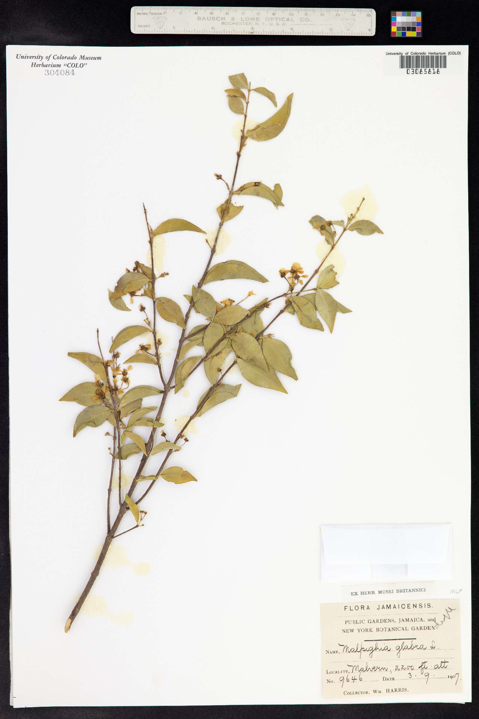 Malpighia glabra image