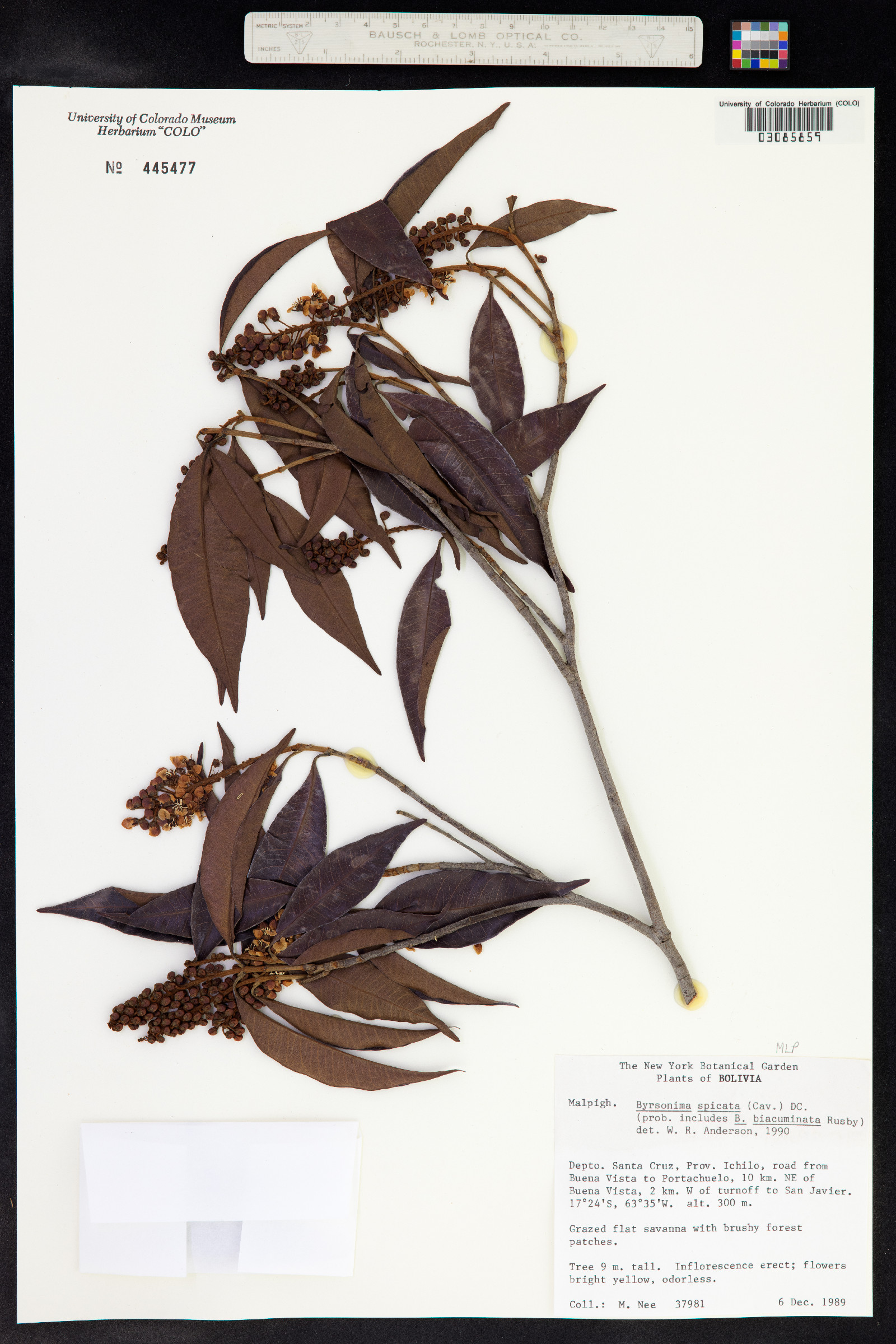 Byrsonima spicata image