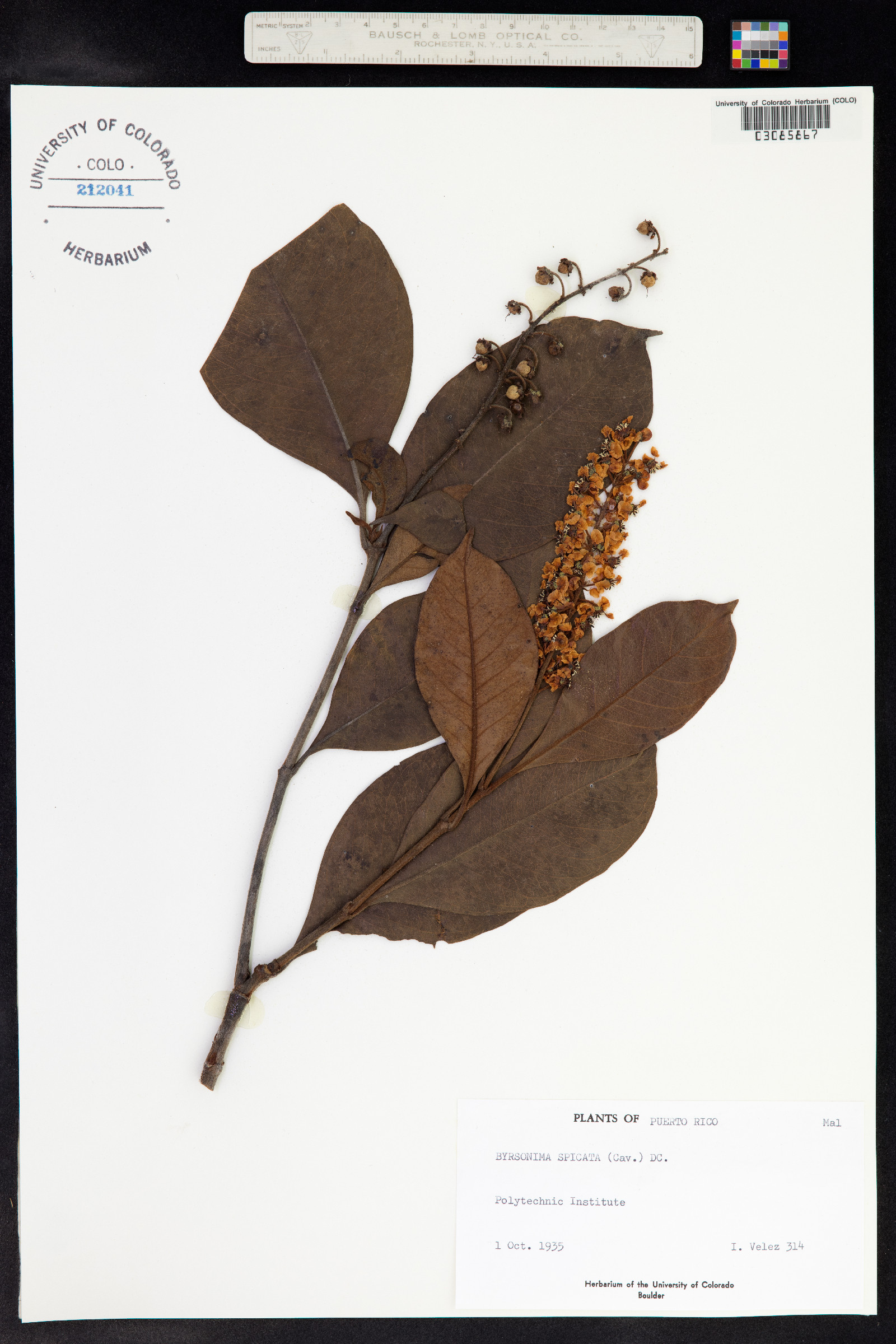 Byrsonima spicata image