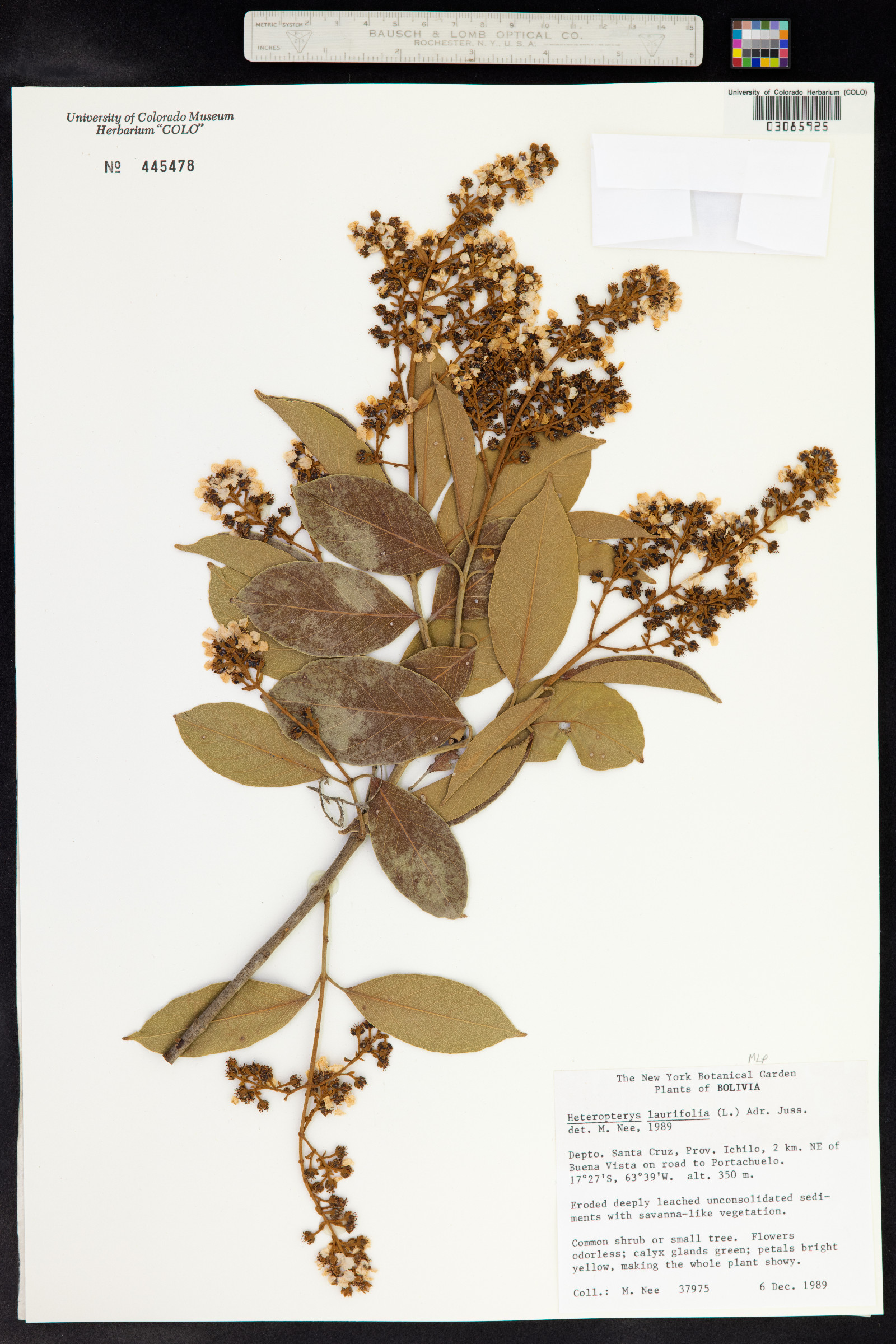 Heteropterys image