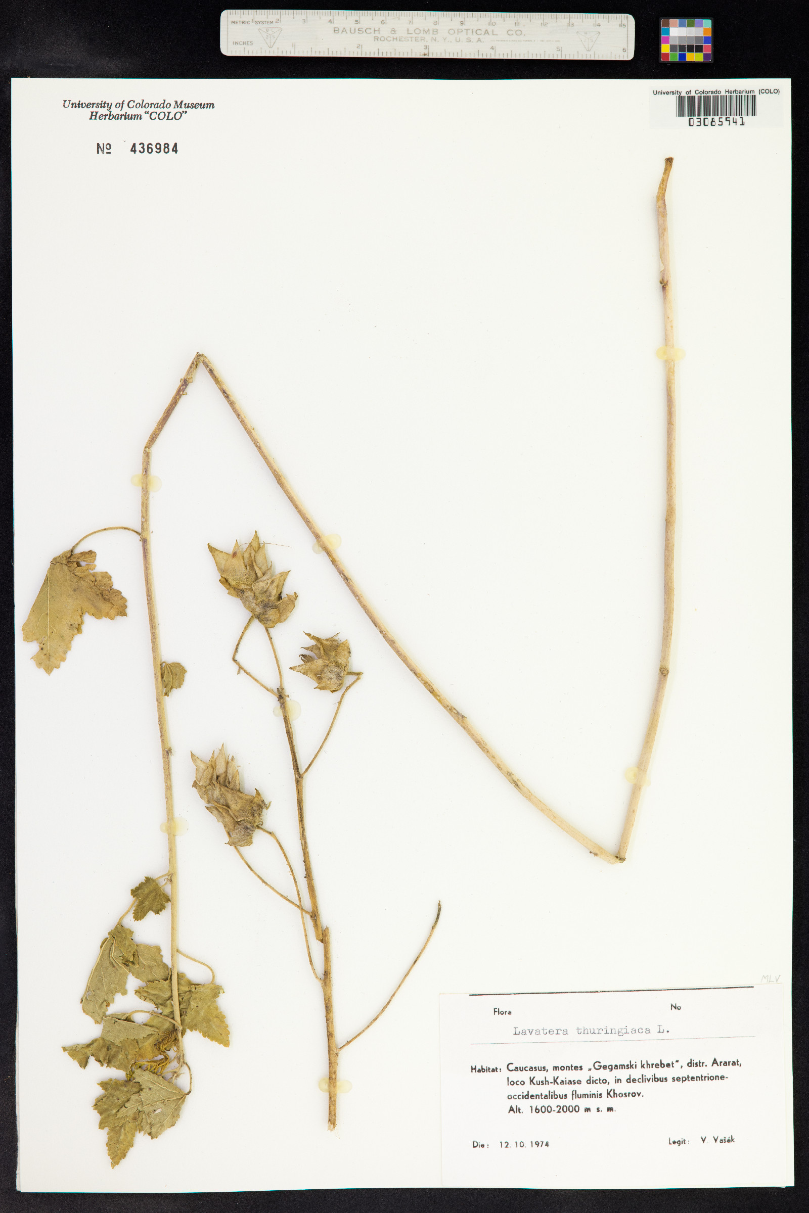 Lavatera image