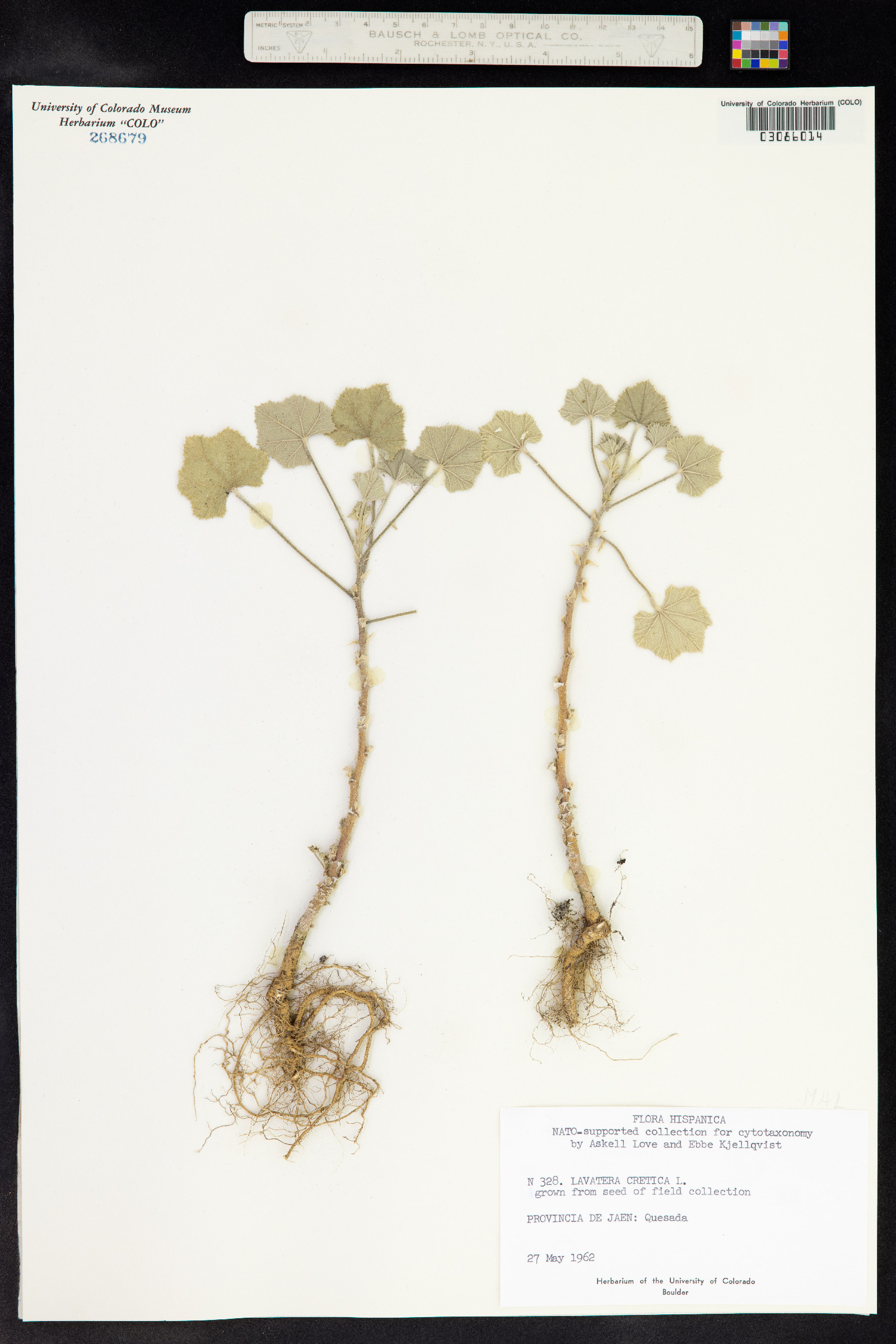 Malva multiflora image