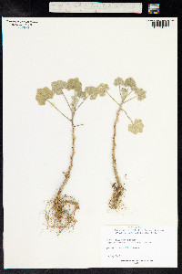 Malva multiflora image