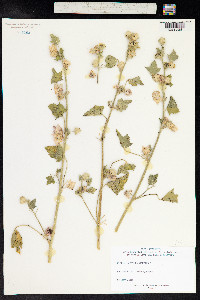 Malva multiflora image