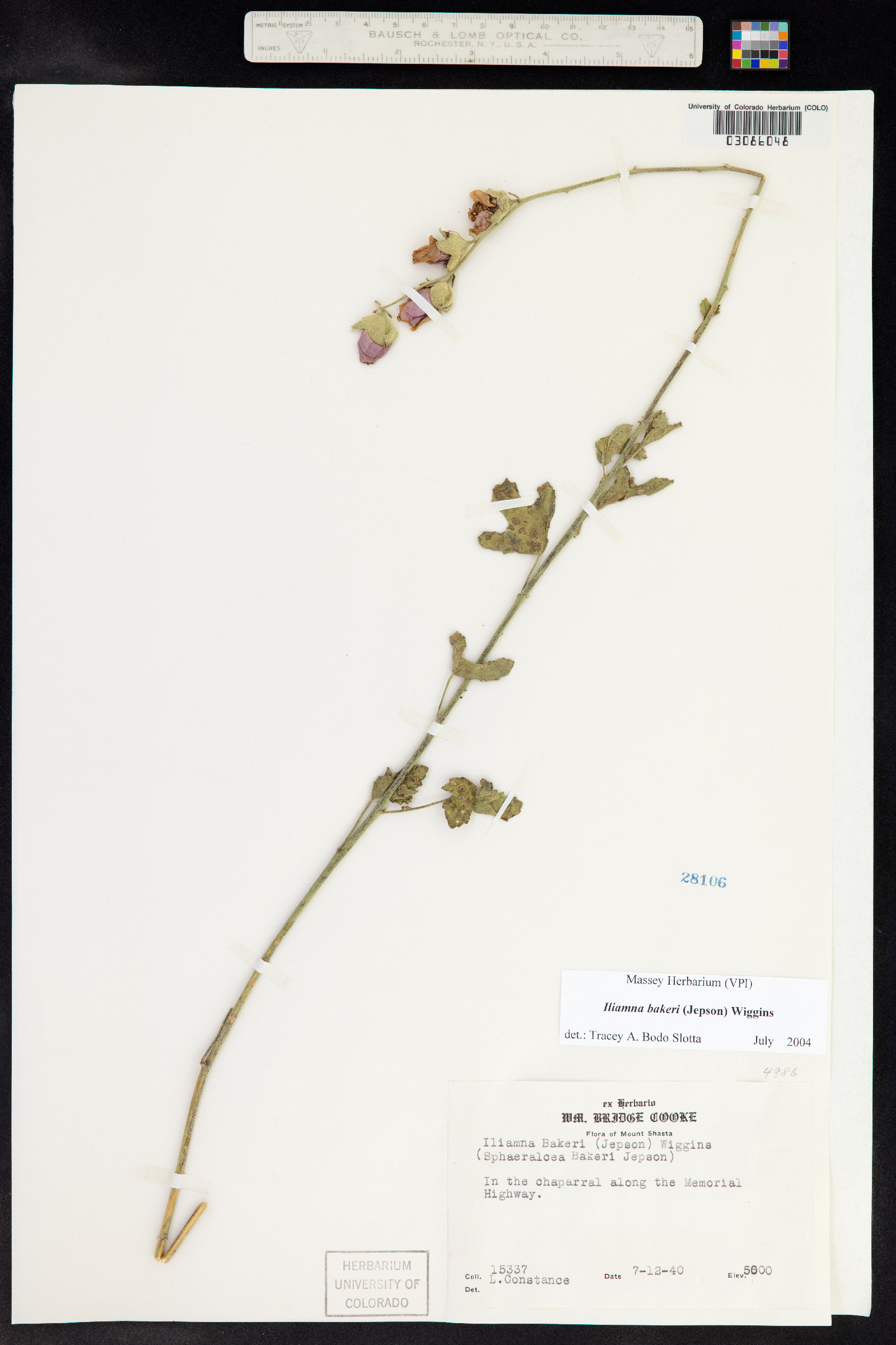 Iliamna remota image