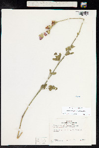 Iliamna remota image