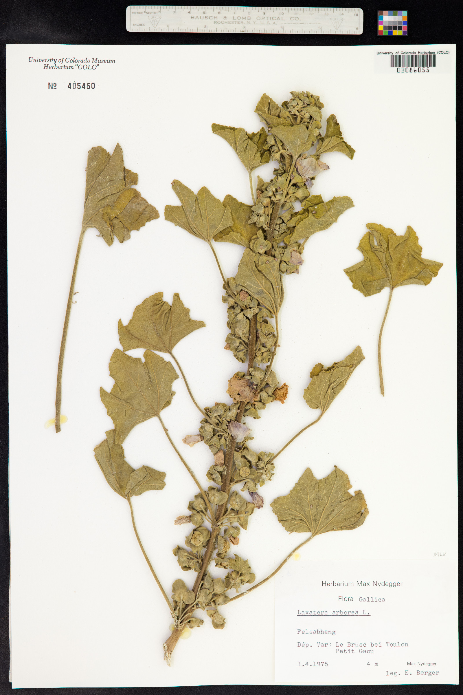 Malva arborea image