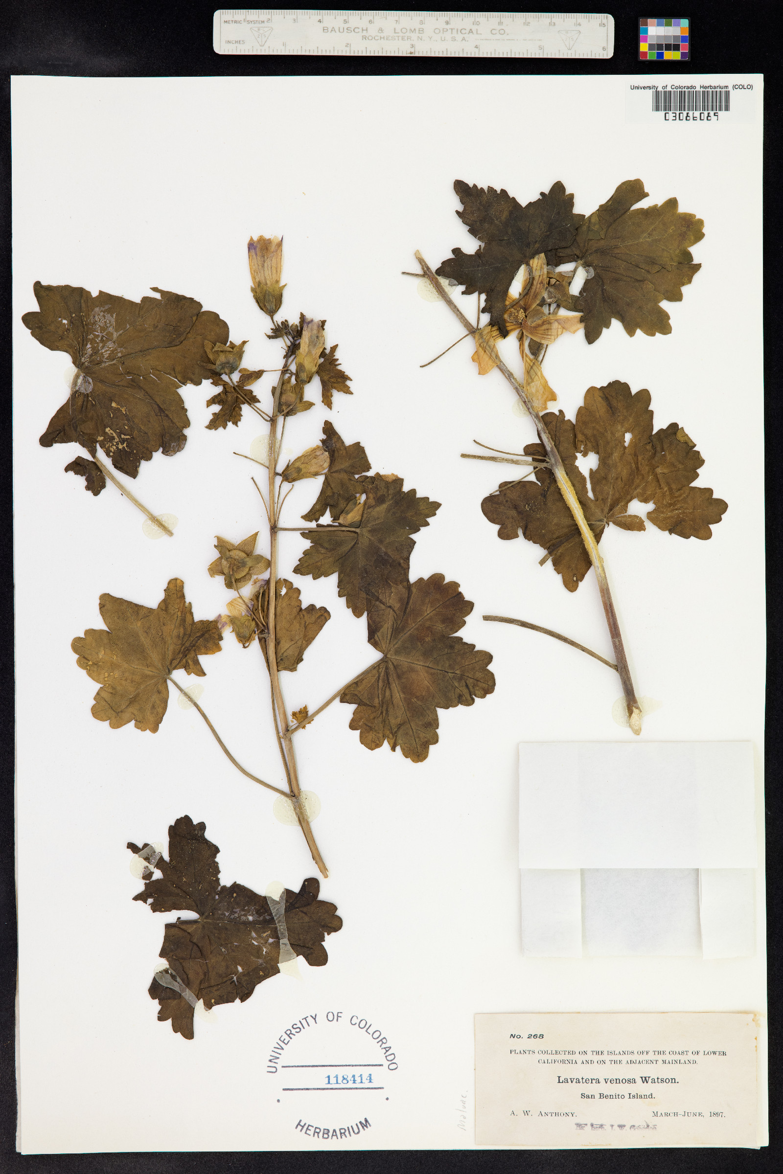 Malva pacifica image