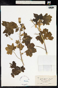 Malva pacifica image