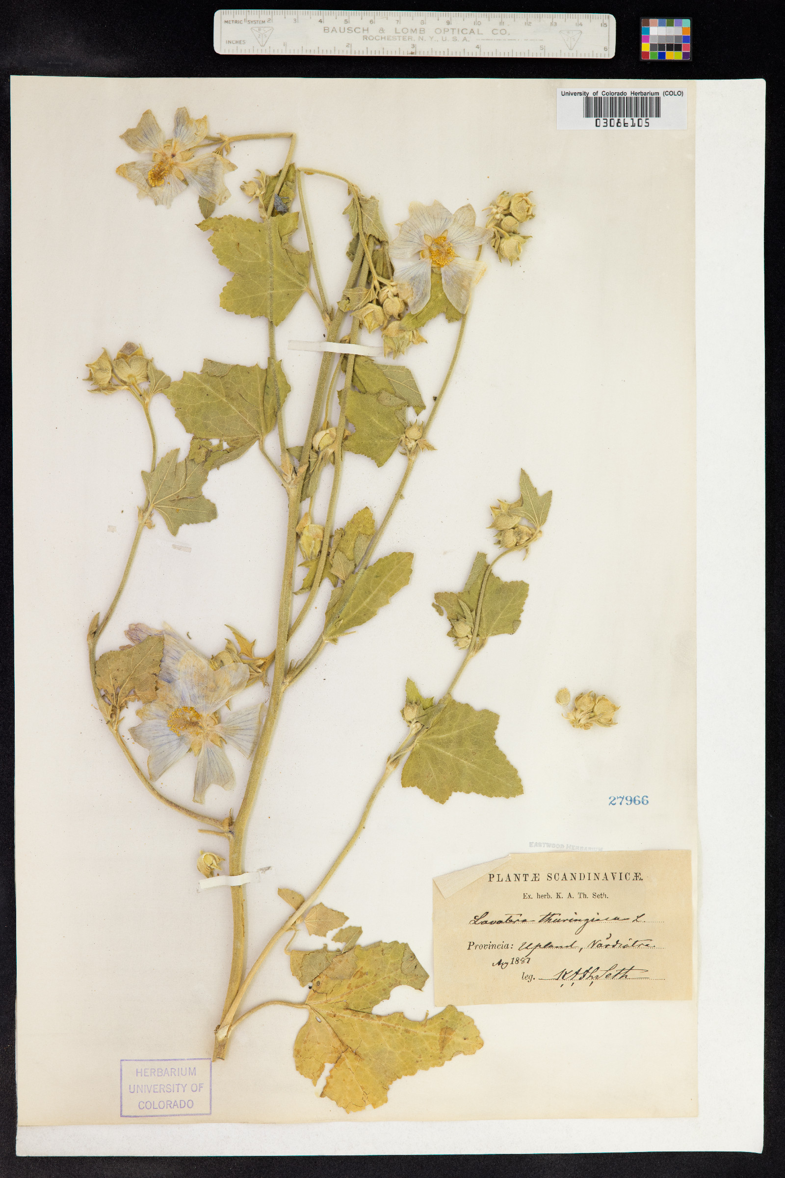 Lavatera thuringiaca image