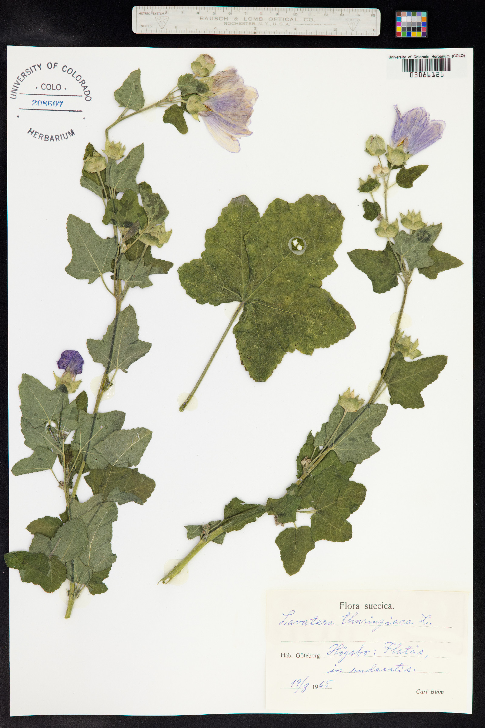 Lavatera thuringiaca image