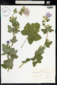 Lavatera thuringiaca image
