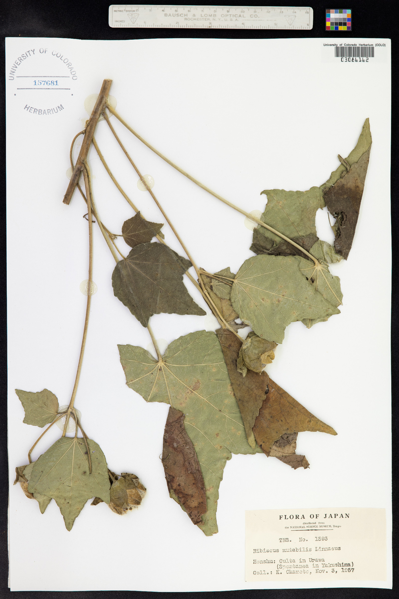 Hibiscus mutabilis image