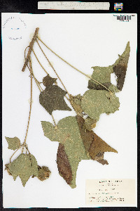 Hibiscus mutabilis image