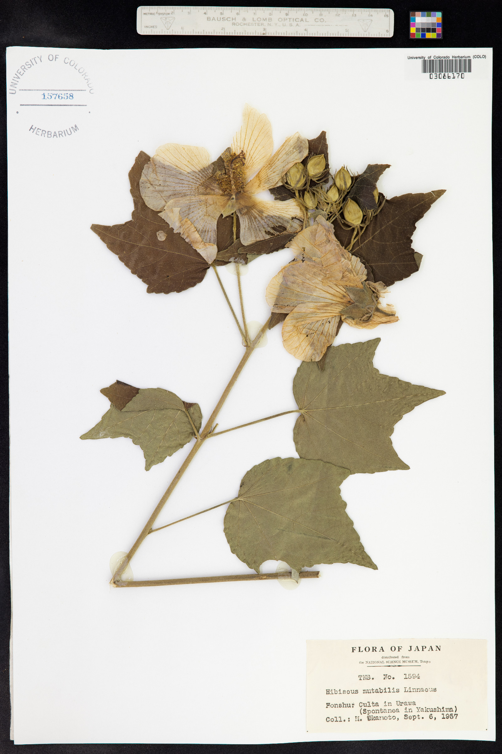 Hibiscus mutabilis image