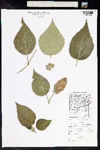 Hibiscus moscheutos image