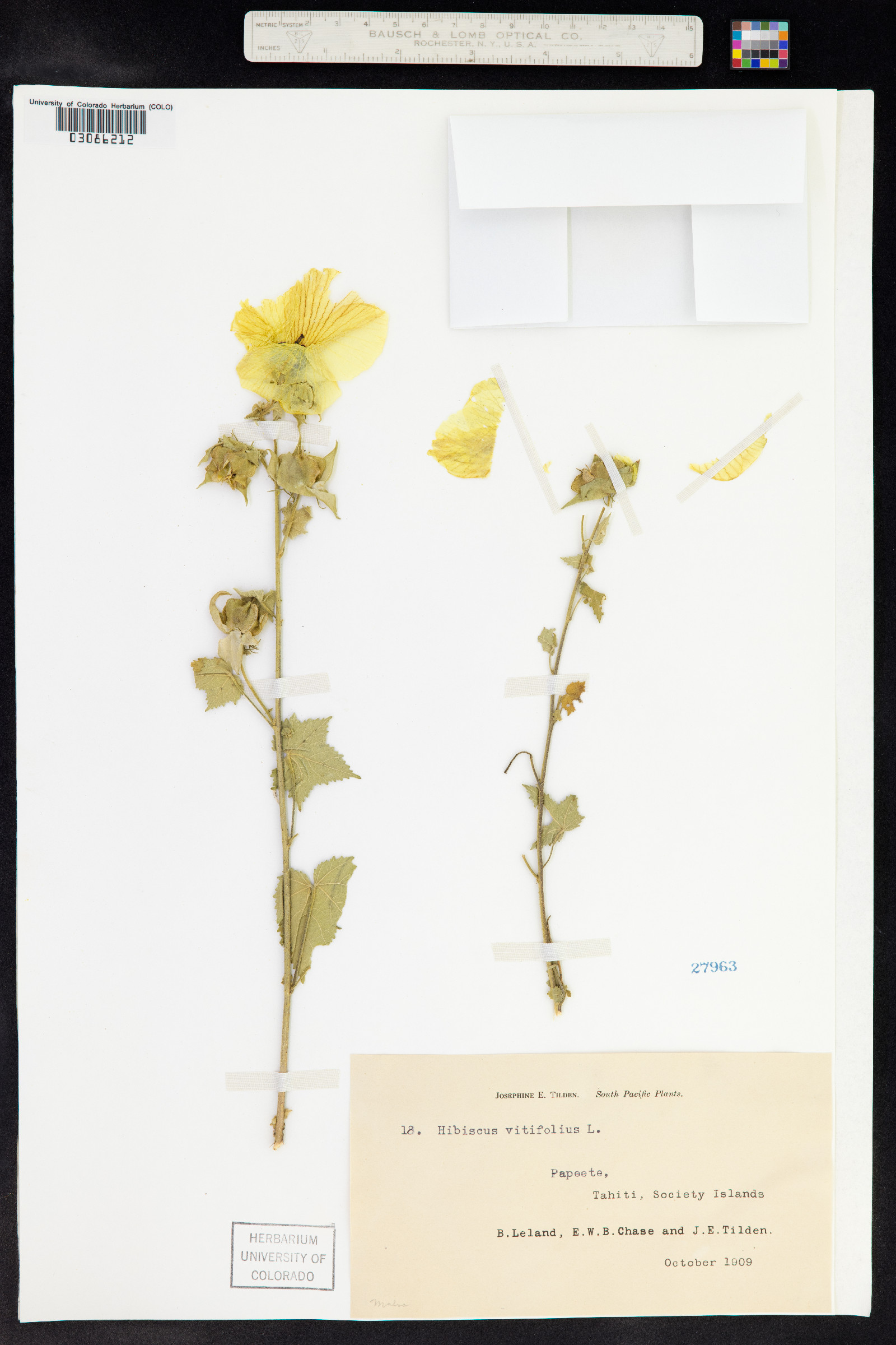 Fioria vitifolia image