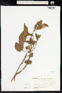 Image of Hibiscus furcellatus