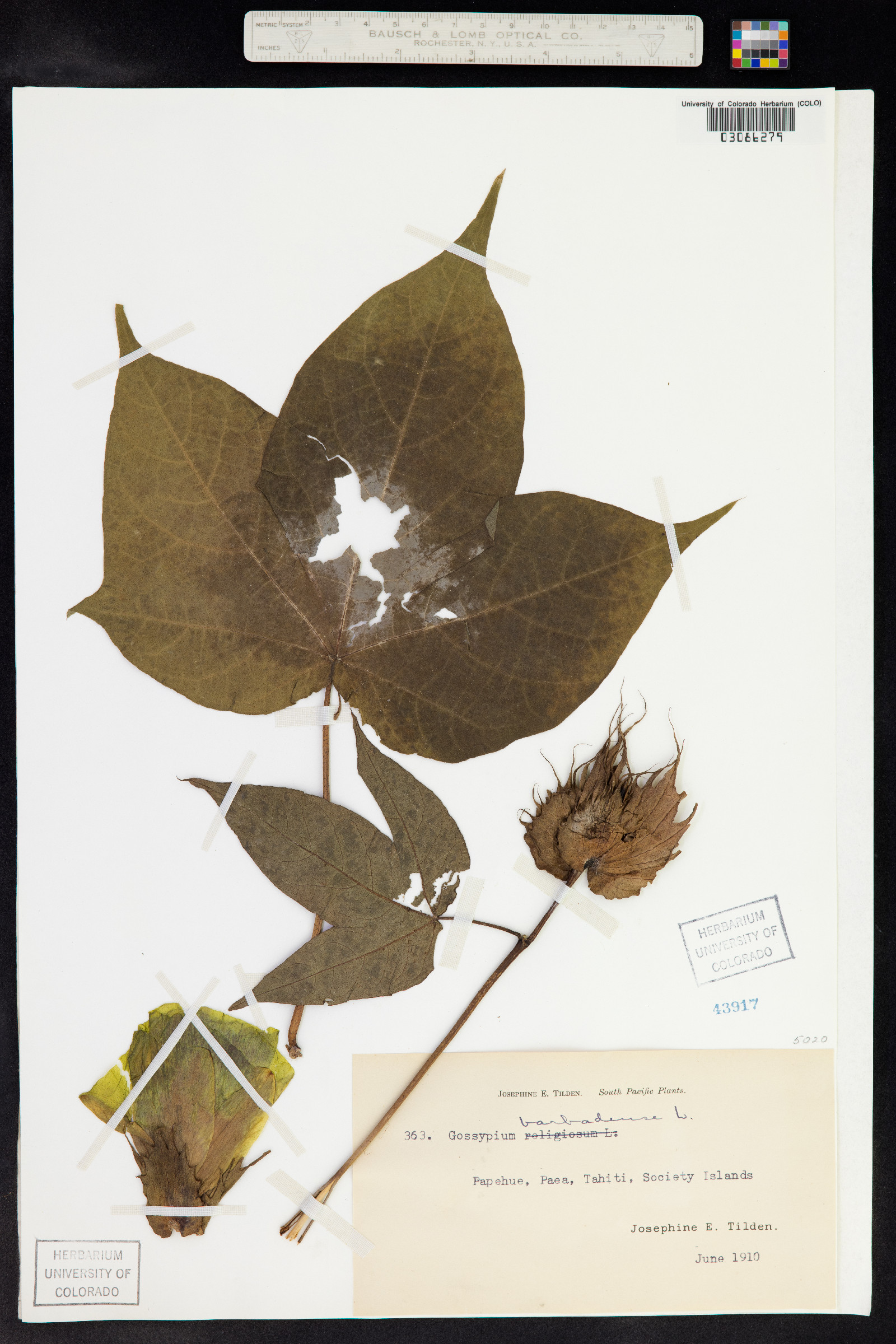 Gossypium barbadense image